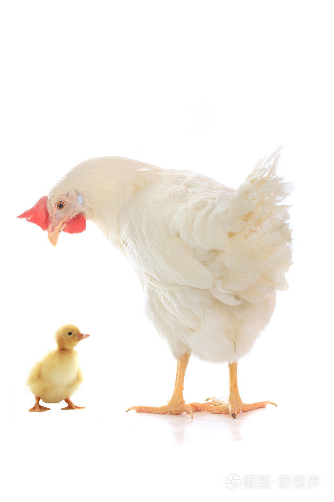 小鸡肉鸭和母鸡