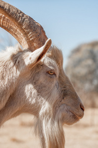 山羊的侧面头像图片