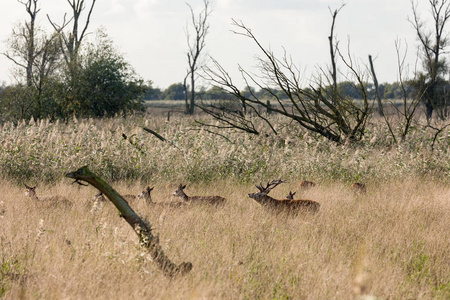 国家公园 Oostvaardersplassen 与鹿在季节