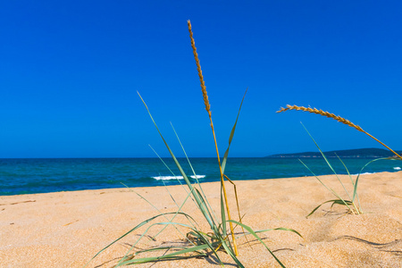 沙丘海滩上的特写草, 蓝色的海洋和 backg 上的天空