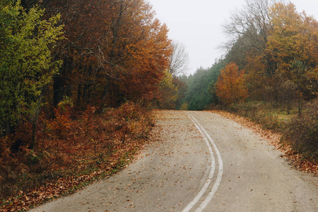 路在秋天森林, 自然风景