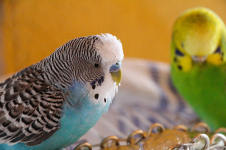两只漂亮的鹦鹉鹦鹉黄绿色的蓝色
