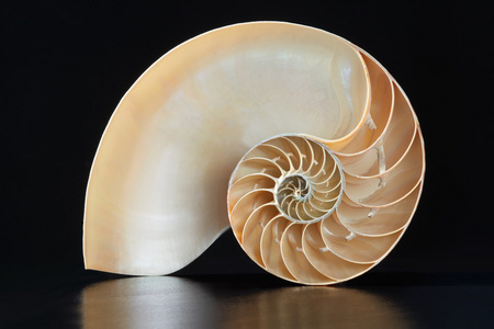 斐波那契数列鹦鹉螺的壳,完美的斐波那契模式上黑色,剪切路径照片