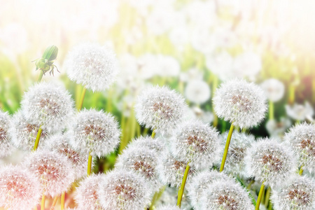 蓬松蒲公英的花，夏天背景局域网