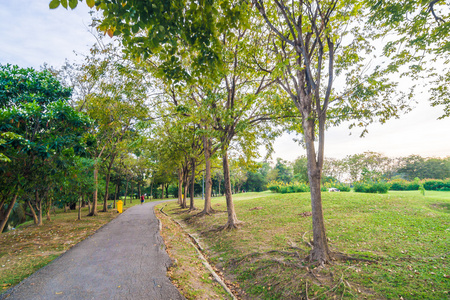 城市园林景观通路上,树在美丽的绿色城市公园照片
