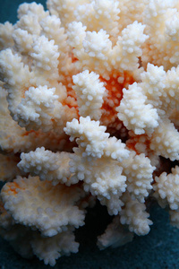 白色海珊瑚纹理图片