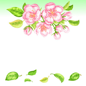 带苹果花的矢量无缝图案照片