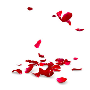 玫瑰花瓣掉在地上照片