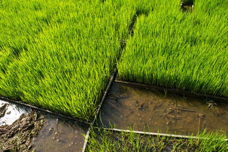 水稻育苗盘照片