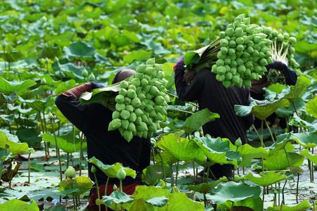 莲花农场