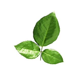 绿色的小树叶照片