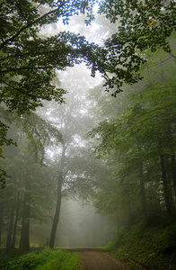 在深雾吞噬的森林树巷