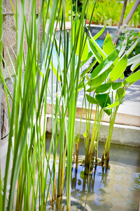 观赏植物生长在泥浆水池塘