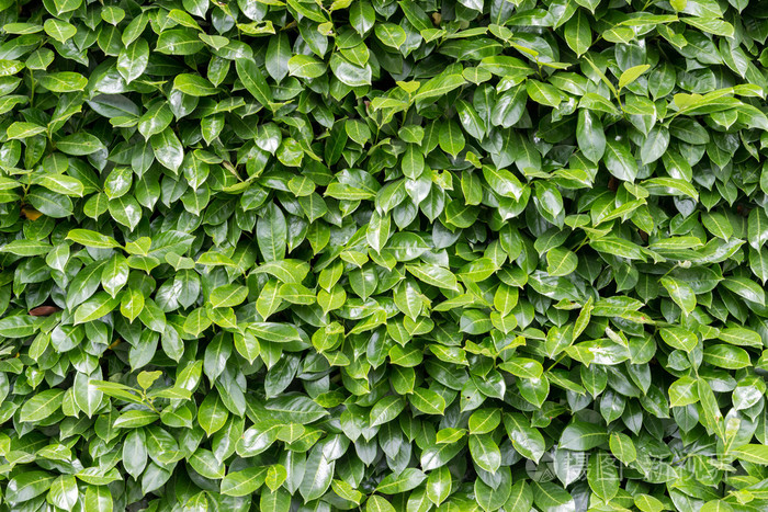 绿色的树叶墙背景
