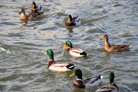 鸭子在池塘里游泳。野野鸭鸭。龙和女性