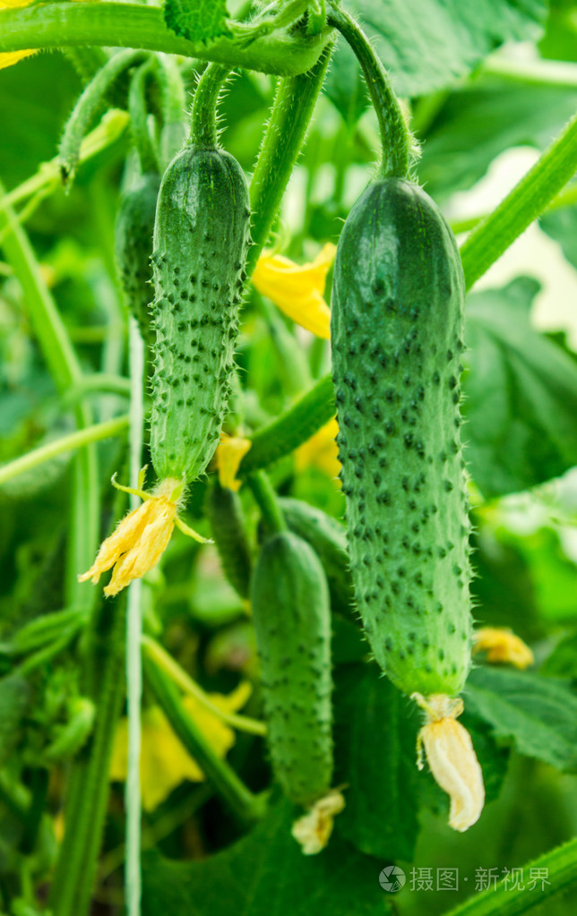 在树枝上的小黄瓜