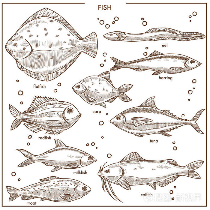 鱼素描物种的名称, 河鲤鱼, 海洋比目鱼比目鱼或海鲱鱼。鳗鱼红鱼金枪鱼鲶鱼鳟鱼等海鲜店市场的矢量手拉鱼