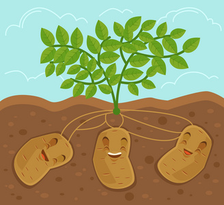 种植马铃薯马铃薯种植地下.矢量平面卡通插画照片