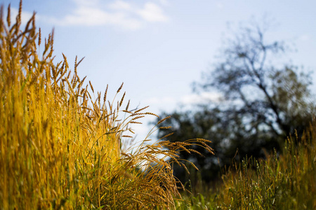 小麦幼穗的新鲜收获在夏天晴朗的一天
