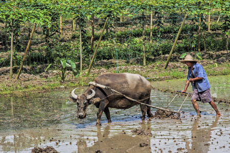 农民牛传统的中国农民,用牛犁田种植广西壮族自治区,asa 中国广西省