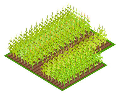 字段与种植玉米作物 Vectoi 图