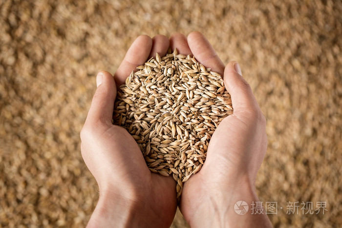 的手里拿着小麦籽粒的特写