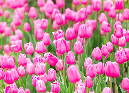 美丽的粉红色郁金香花的花园里