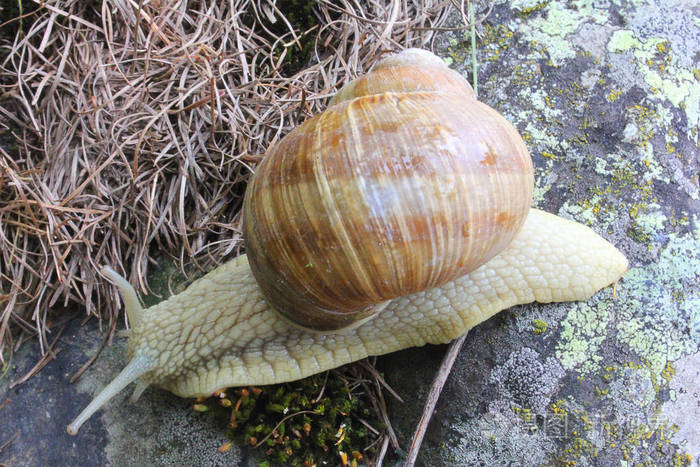 在山的岩石上的蜗牛