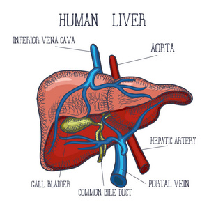 素描墨水人体肝脏, 手绘, 涂鸦风格, 雕刻解剖插图。矢量