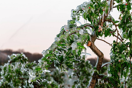 覆盖果树的保护性冰层