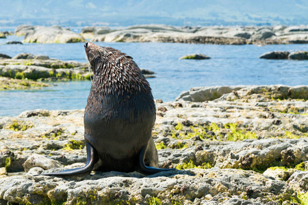 海滩上的毛皮海豹, 凯库拉东海岸新西兰海洋生物照片