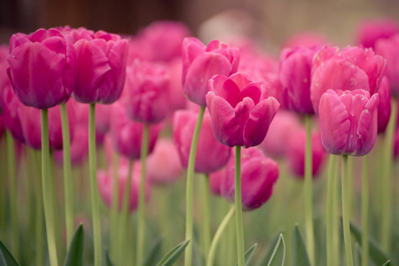 粉红色的郁金香。色彩艳丽的郁金香在春天的季节里