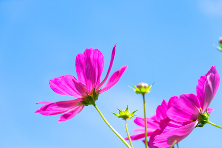 粉红色的波斯菊花海