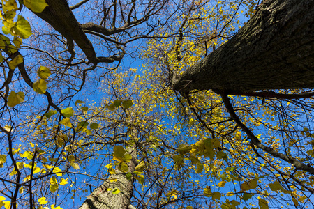 深秋的树，湛蓝的天空