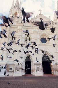 圣安娜大教堂和鸟类。圣安娜, 萨尔瓦多