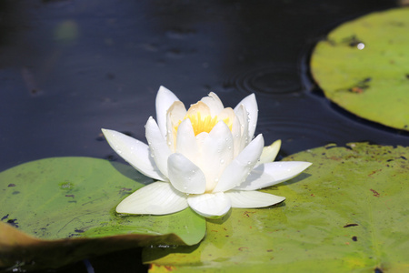 水中百合鲜花