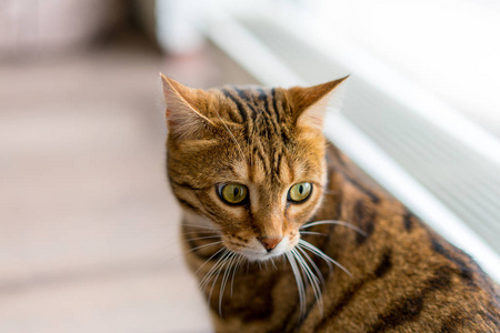 可爱的孟加拉滑稽的猫在家玩