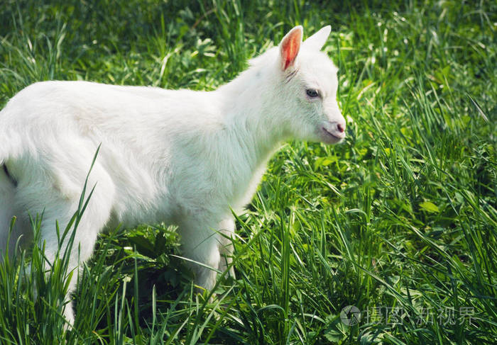 一只小白山羊站在侧