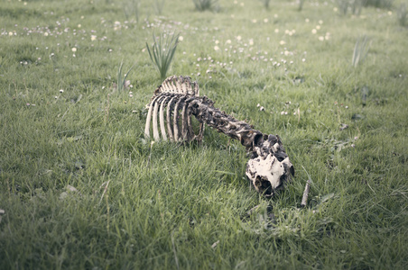 内陆地区的动物森林中的死动物2照片