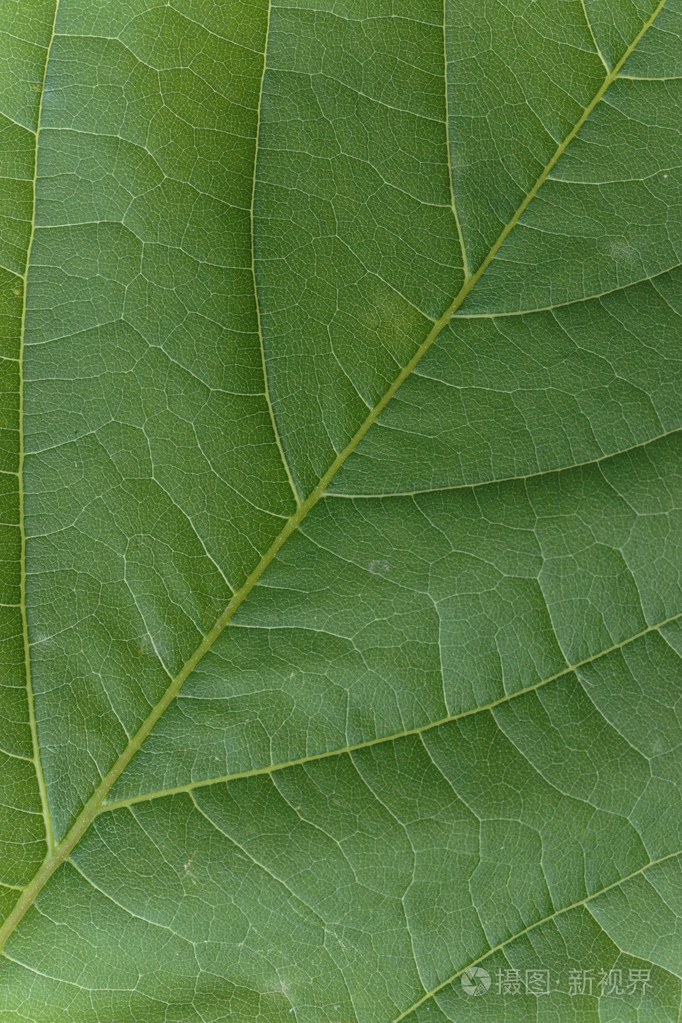 一片绿叶的纹理美观