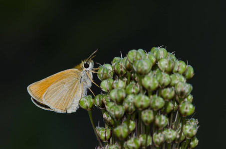 埃塞克斯船长 Thymelicus lineola, 希腊