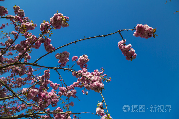 盛开的樱花或日本的樱桃树，花嫩枝映衬在蓝天下