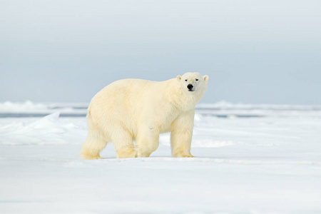 冰山下北极熊图片
