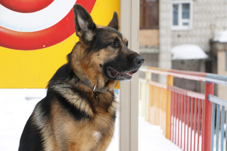 德国牧羊犬在冬天的雪地上