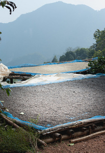 干燥的咖啡豆在 Pha Hi mountrain，清莱人工林