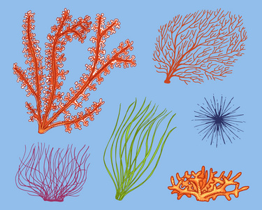 海洋植物海藻。蔬菜的生活和鱼的食物。刻在旧素描, 老式风格的手画。海里或海绿色, 怪物或鱼。海洋中的动物