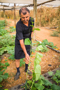 中年男人成熟挂秸秆在温室黄瓜。农业