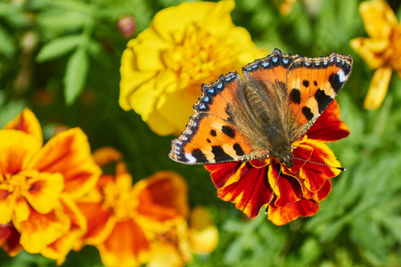 花园花上的 Butterflie