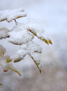 白雪下的树叶