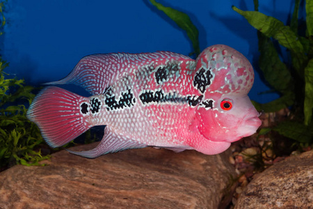 Flowerhorn 在水族馆的鱼